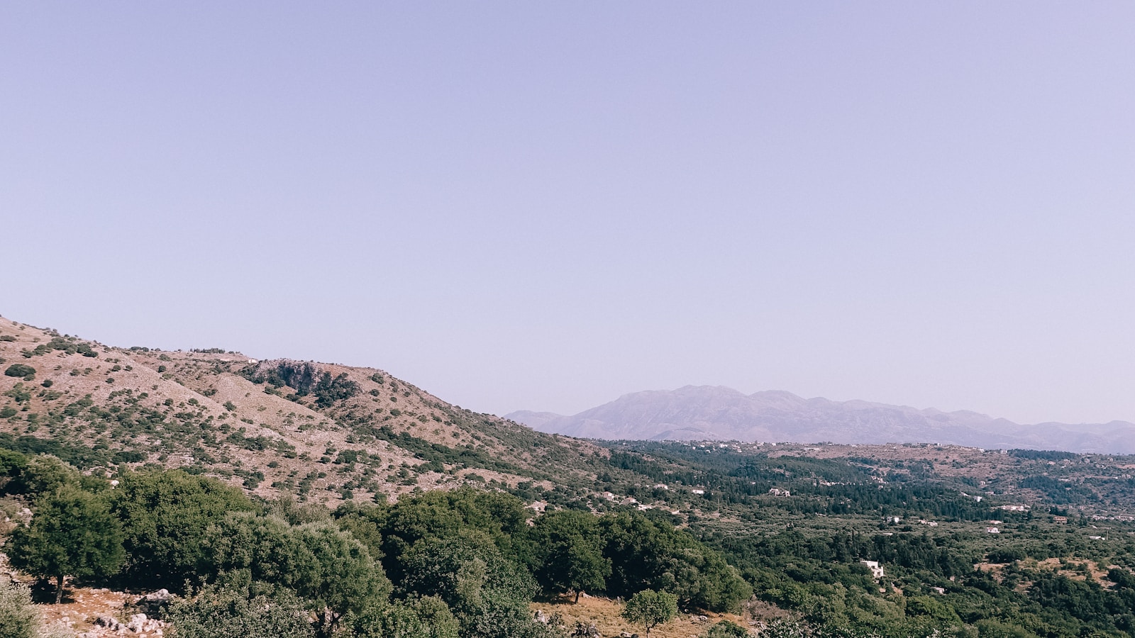 Wild herbs and olive trees in the Cretan countryside