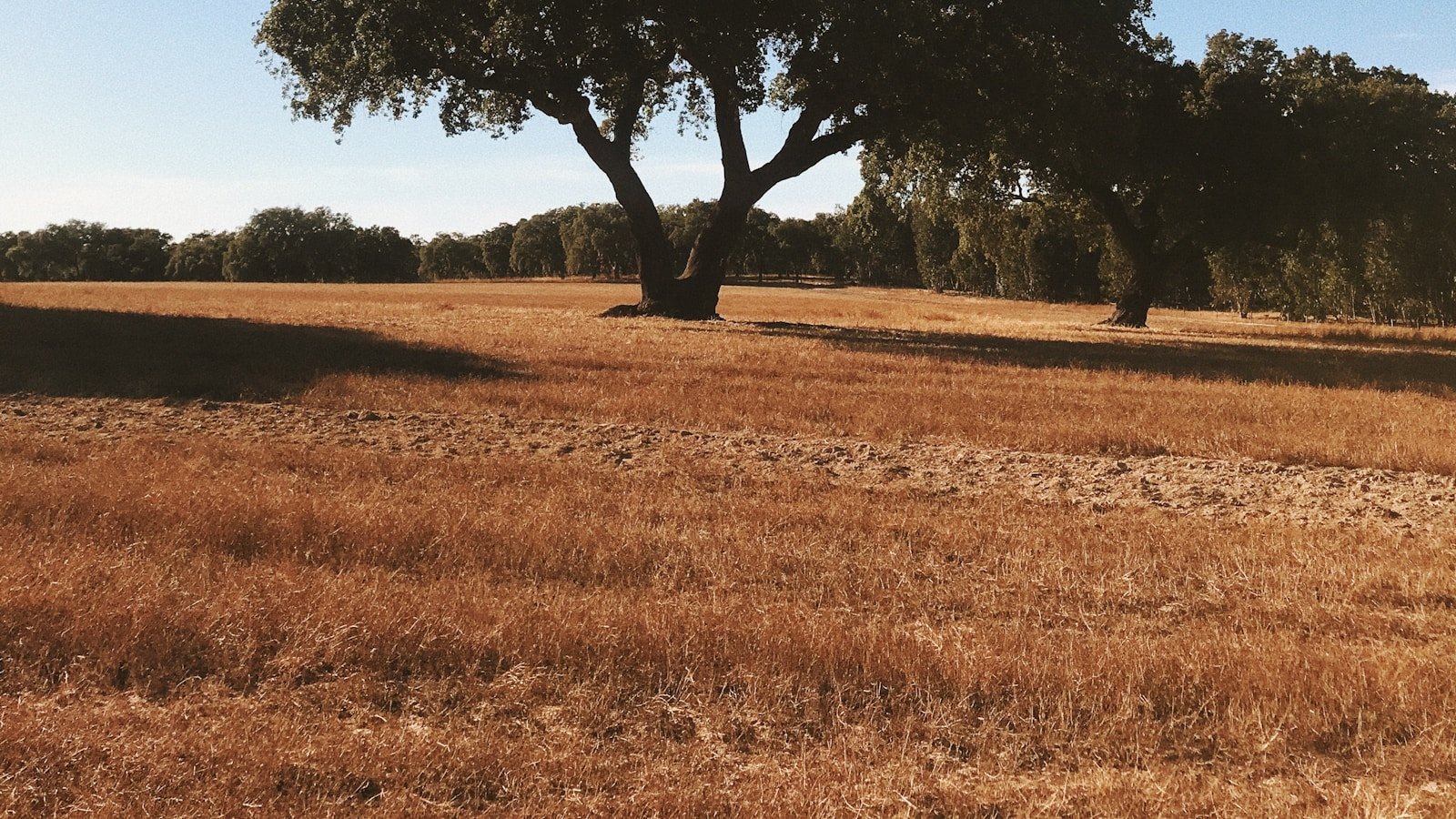 Chêne-liège isolé dans les plaines sèches de l'Alentejo